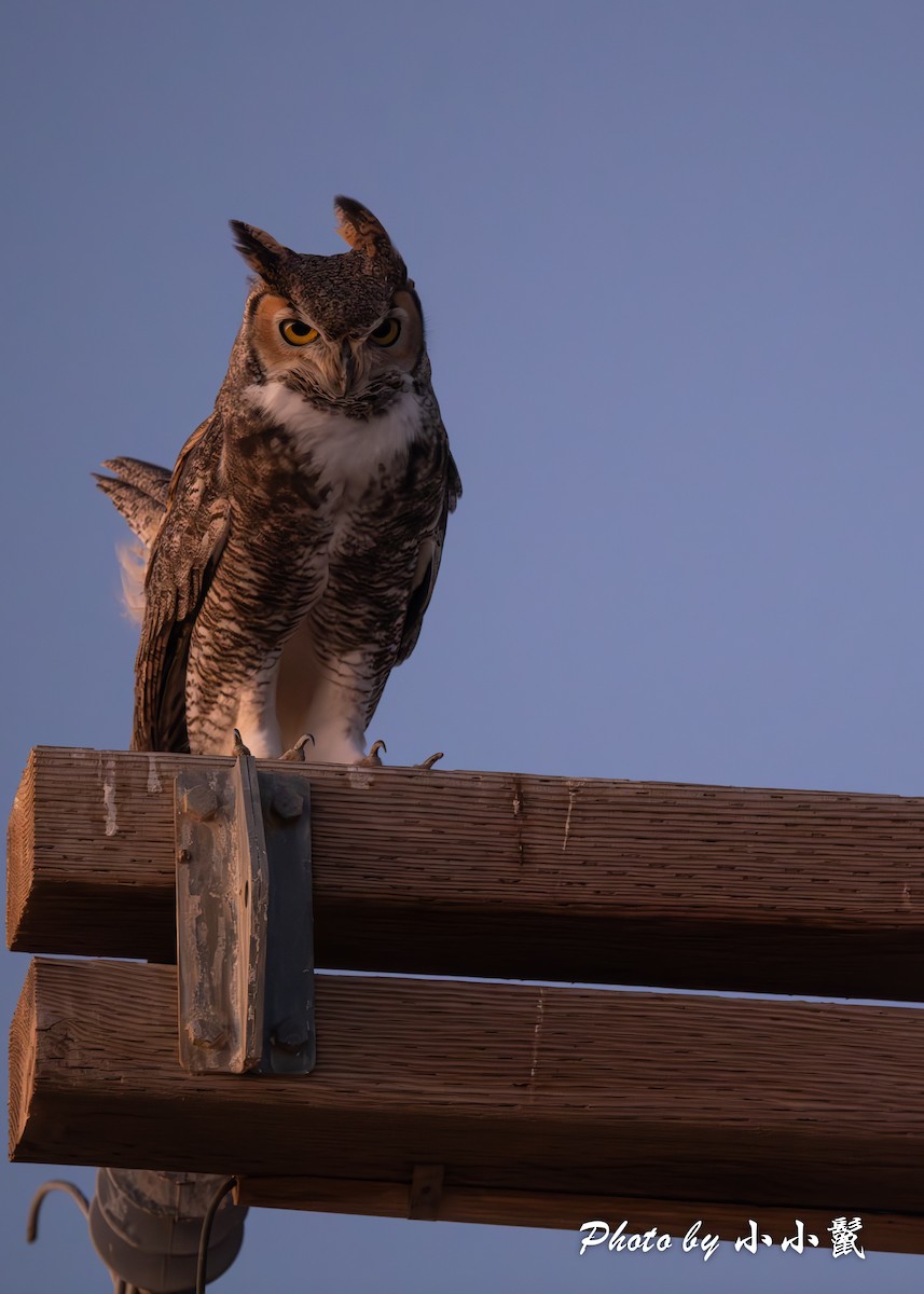 Great Horned Owl - ML624578164