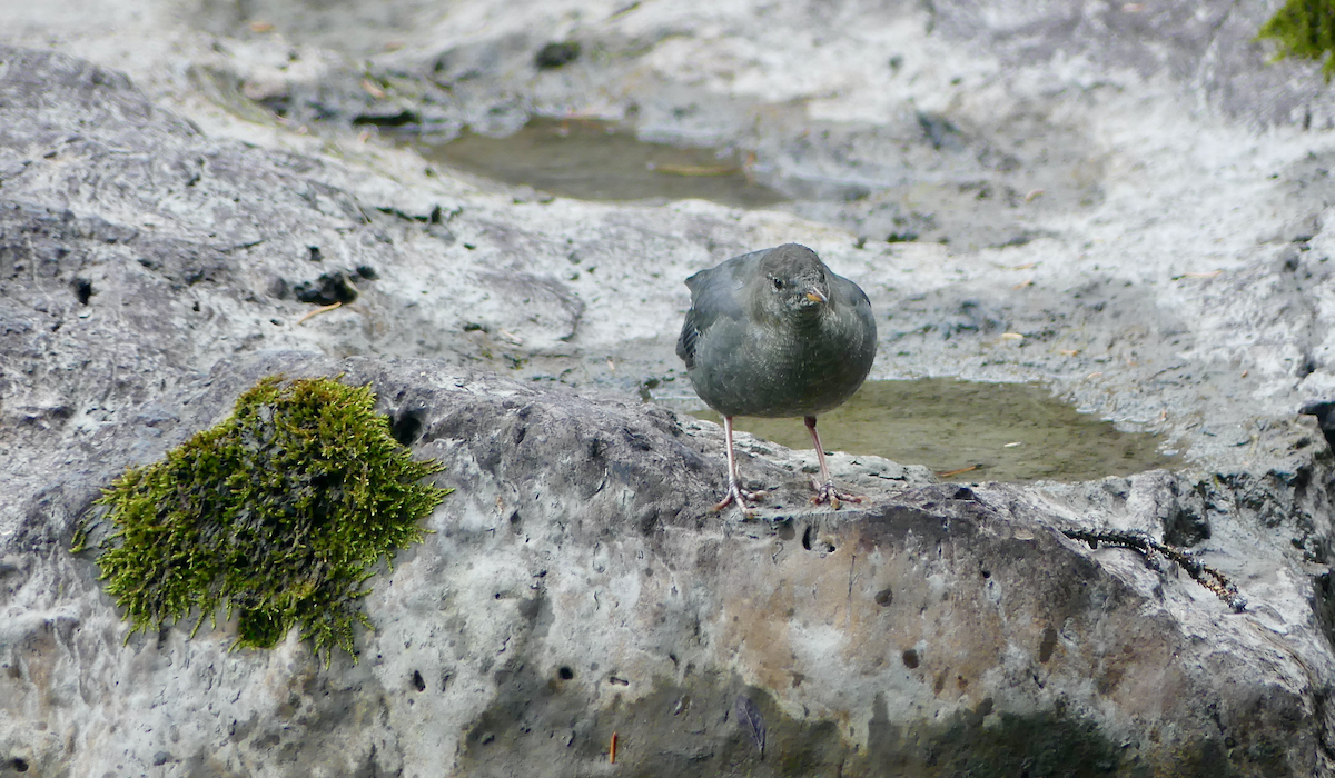 American Dipper - ML624578166