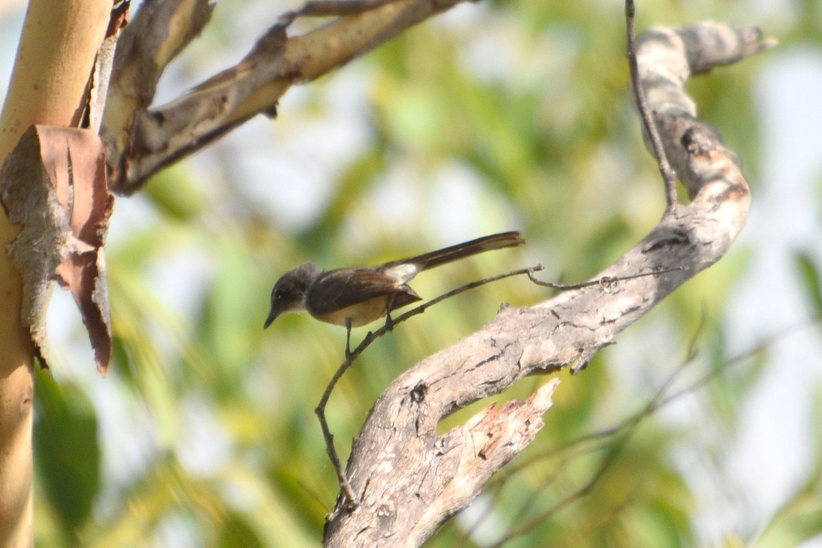 Northern Fantail - ML624578167