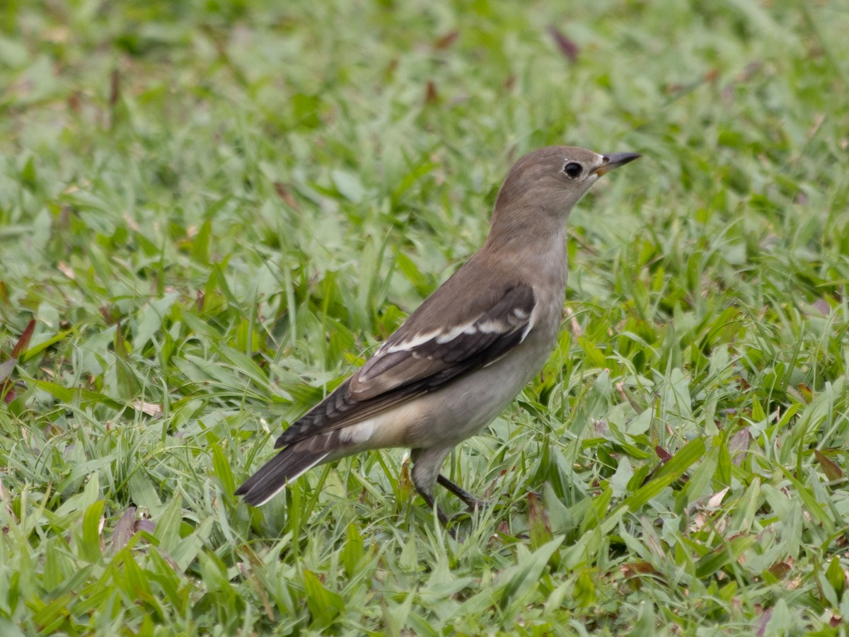 Daurian Starling - ML624578168