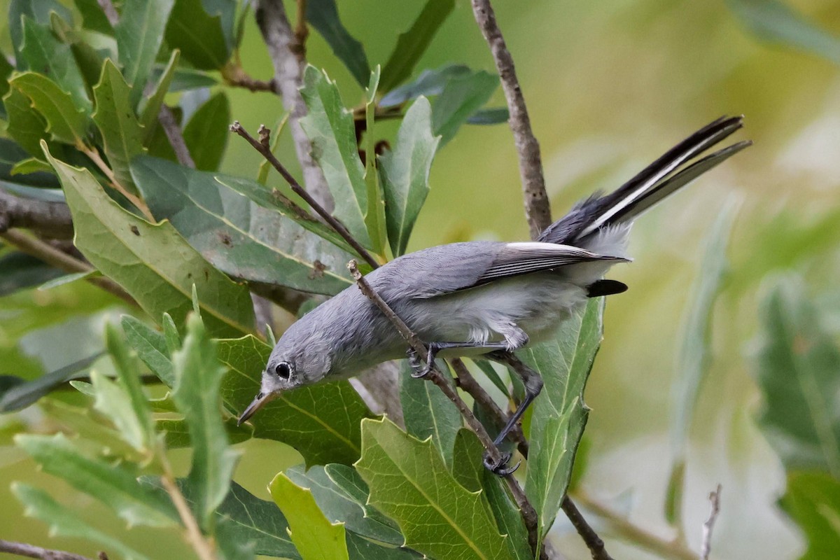 Blue-gray Gnatcatcher - ML624578169