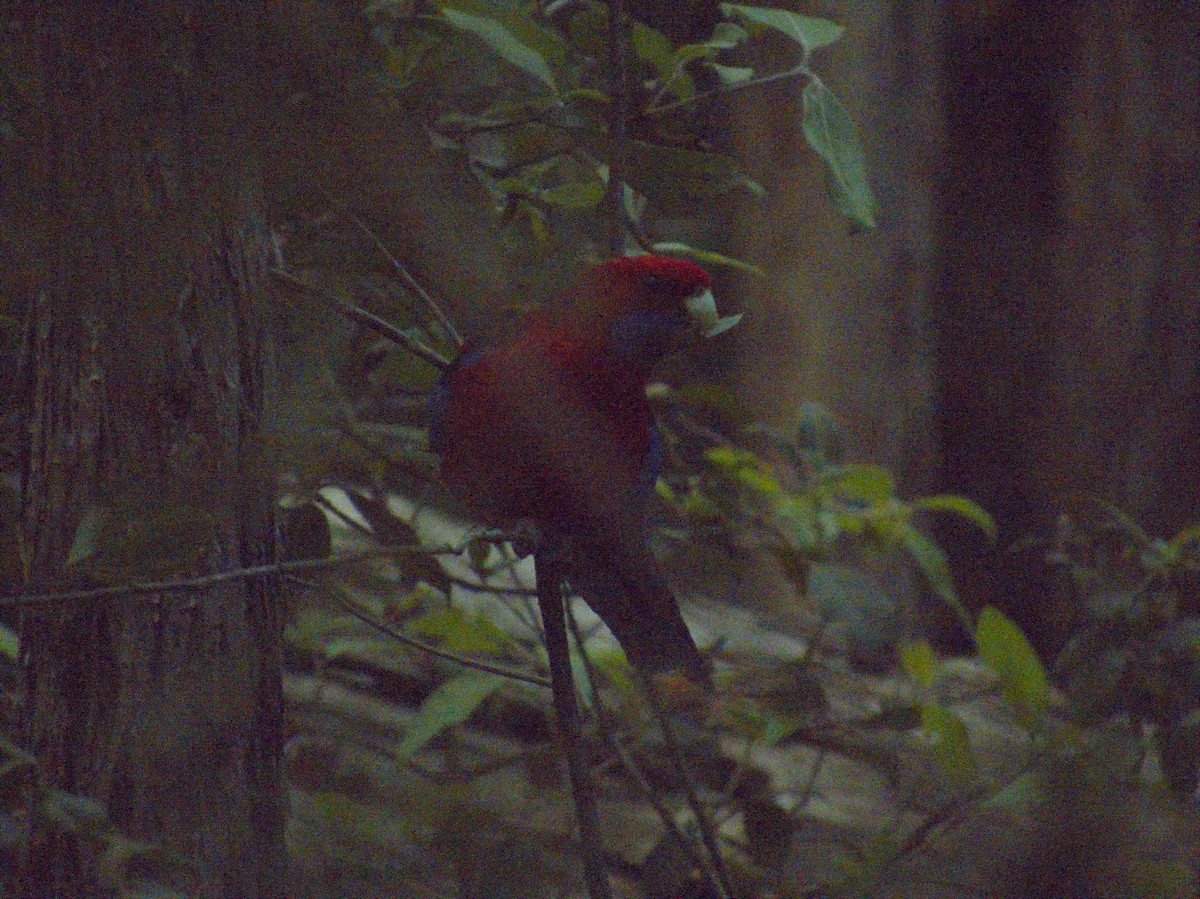 Crimson Rosella - ML624578170