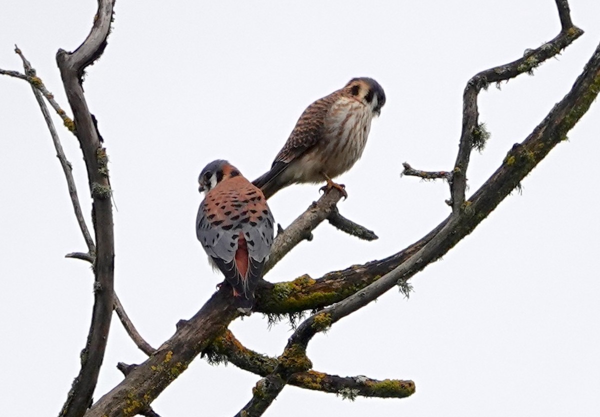 American Kestrel - ML624578171