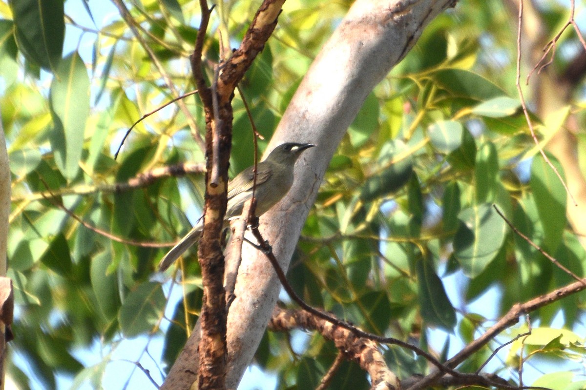 White-gaped Honeyeater - ML624578172