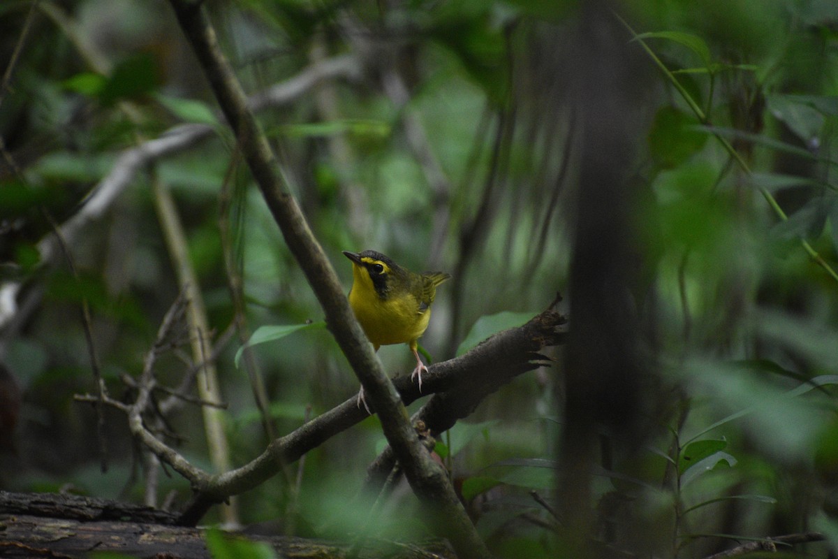 Kentucky Warbler - ML624578173