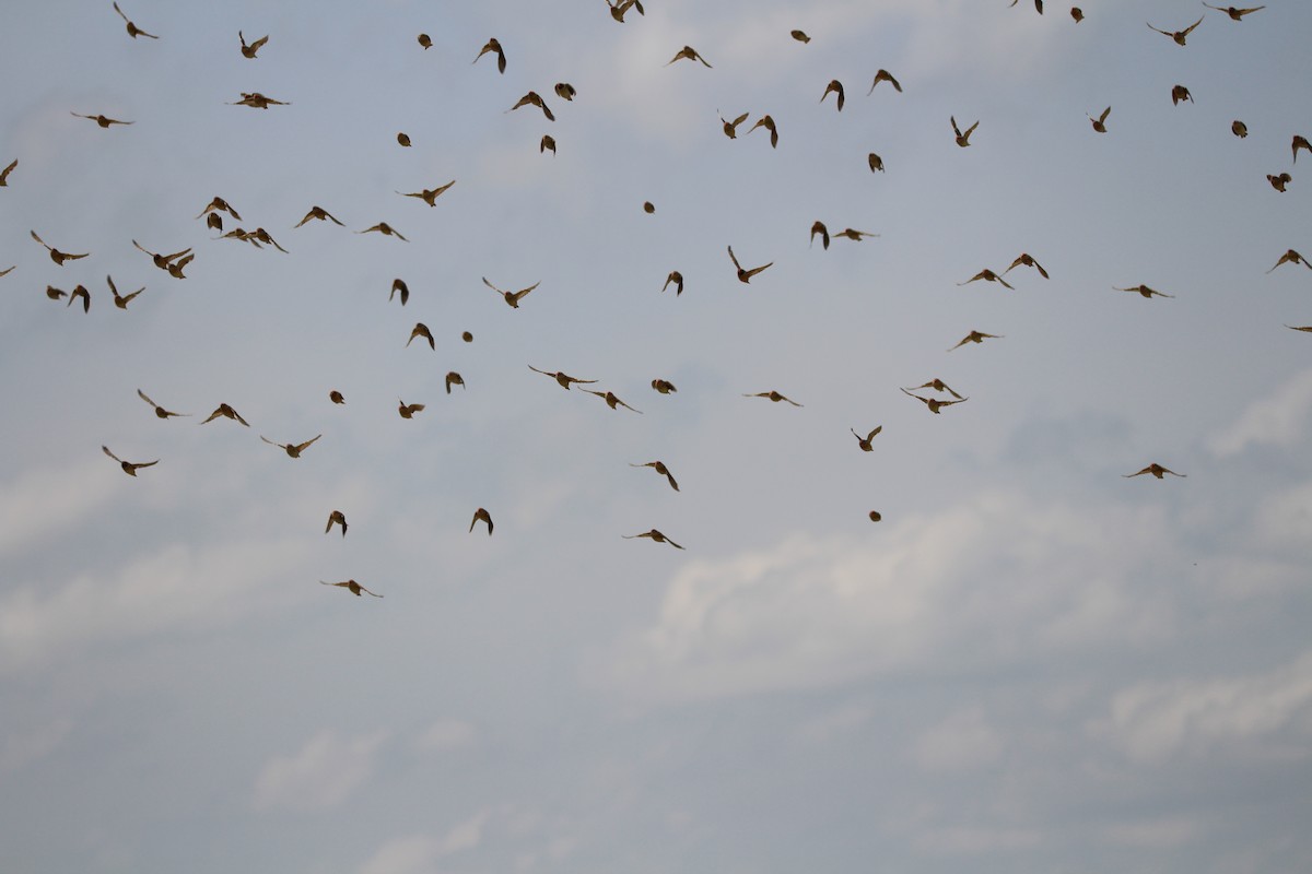 Red-billed Quelea - ML624578182