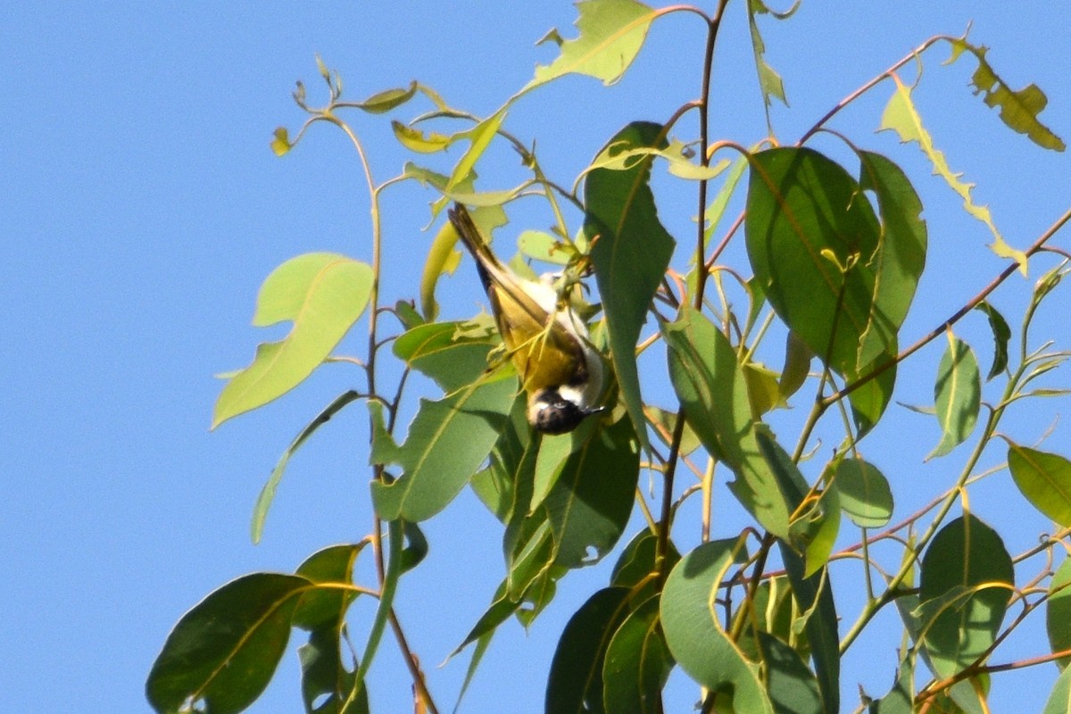 White-throated Honeyeater - ML624578183