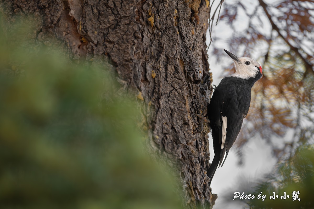 White-headed Woodpecker - ML624578184