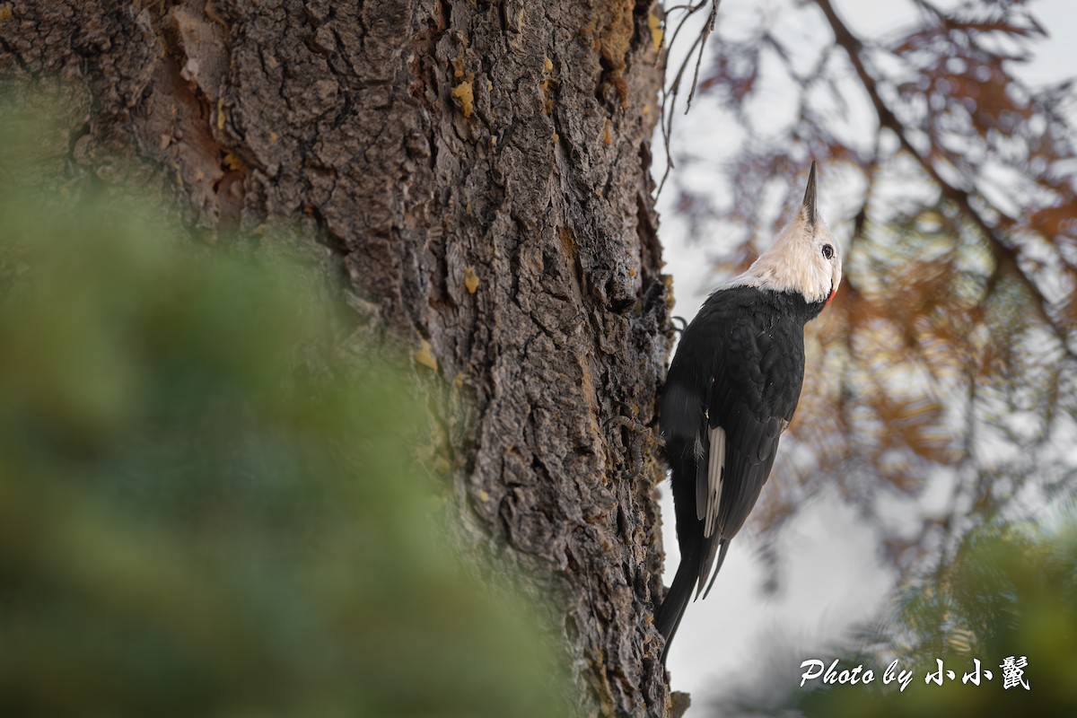 White-headed Woodpecker - ML624578185