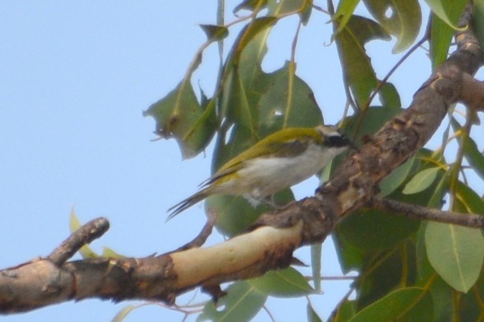 White-throated Honeyeater - Lynn Rafferty