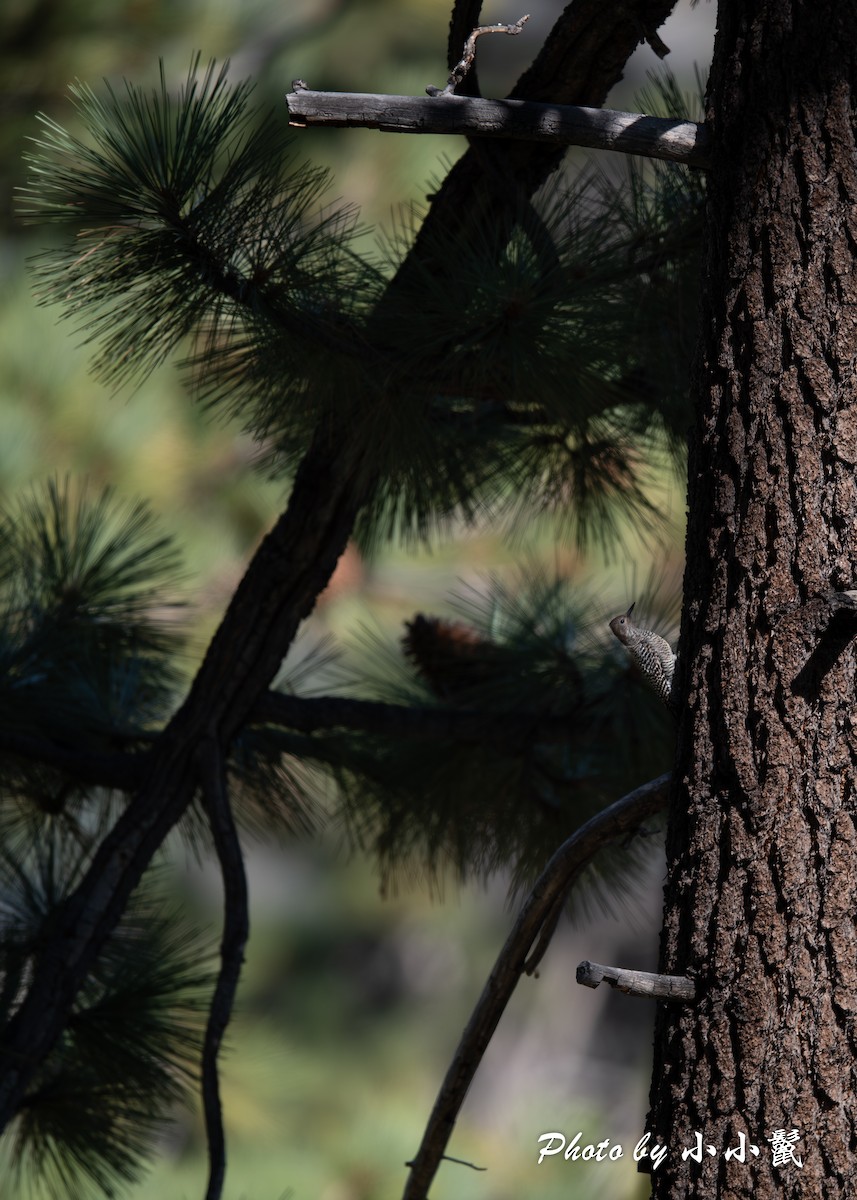 Williamson's Sapsucker - ML624578191