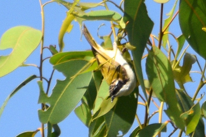 White-throated Honeyeater - ML624578192