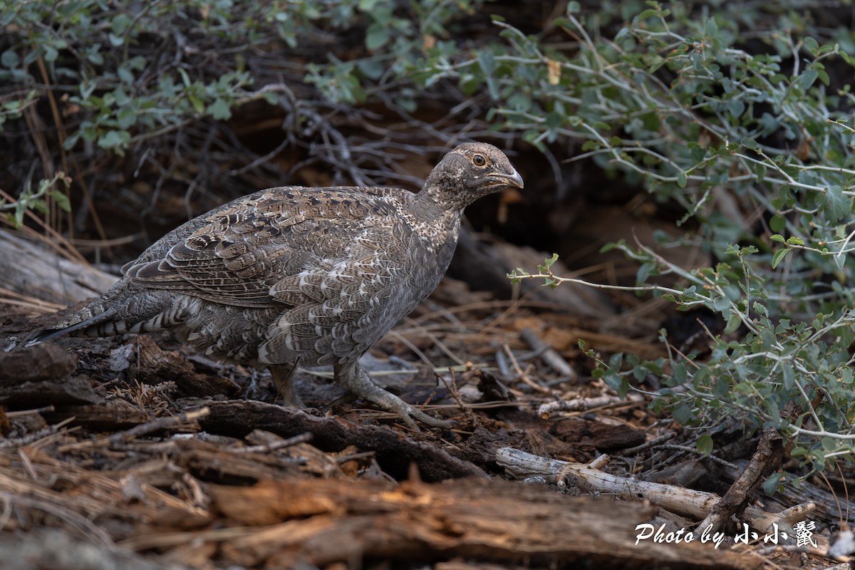 Sooty Grouse - ML624578195