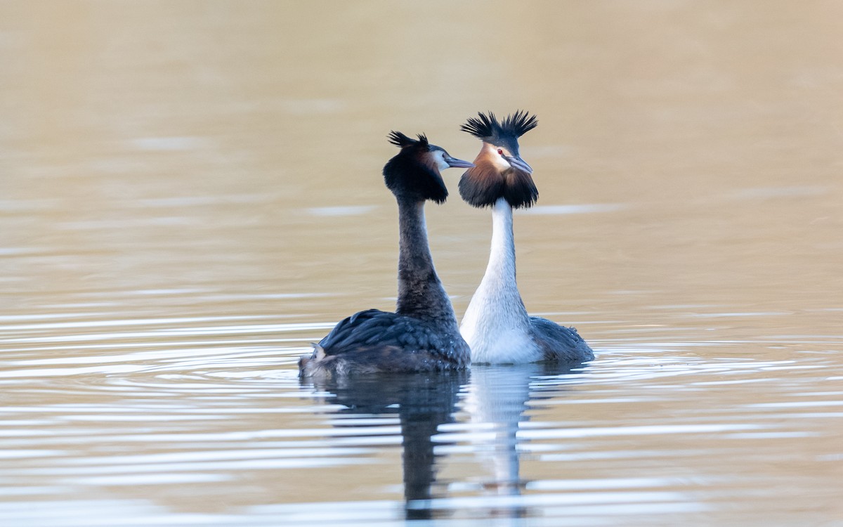 Great Crested Grebe - ML624578197