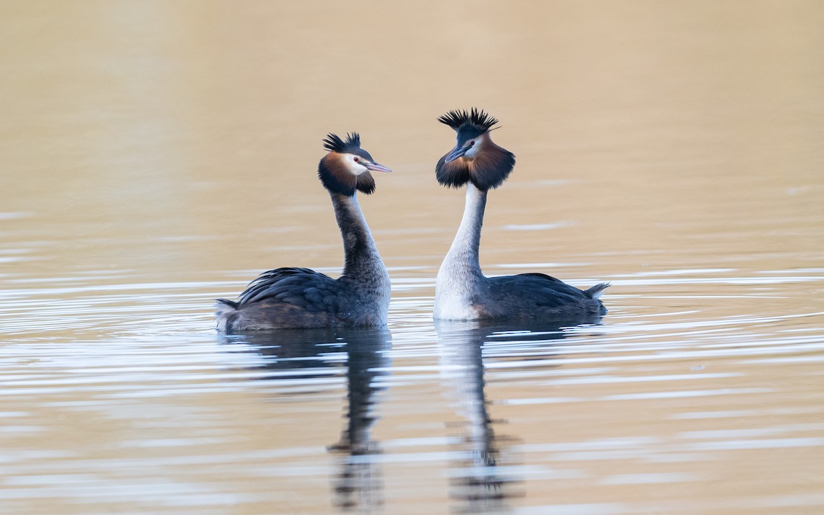 Great Crested Grebe - ML624578198