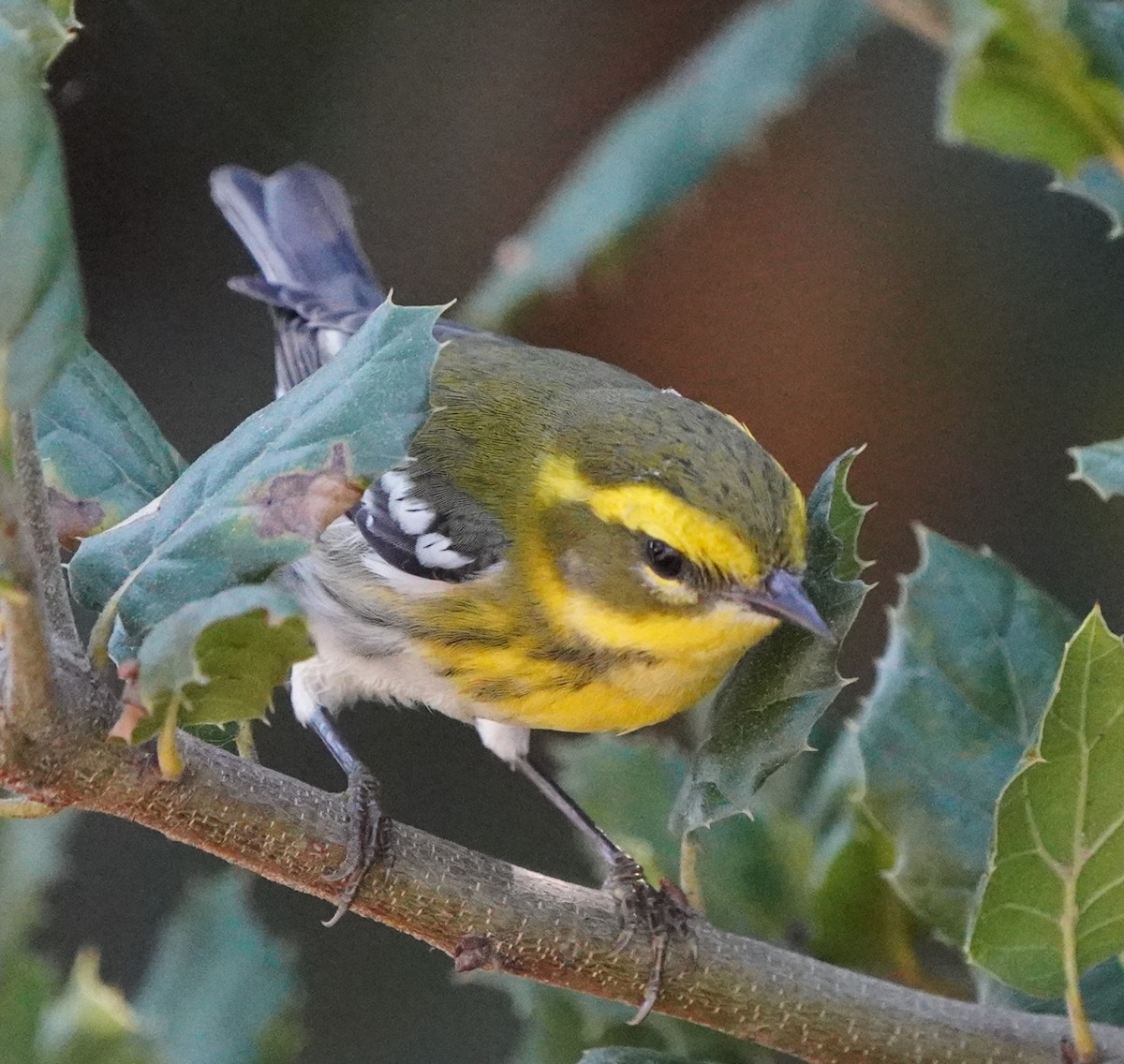 Townsend's Warbler - ML624578203