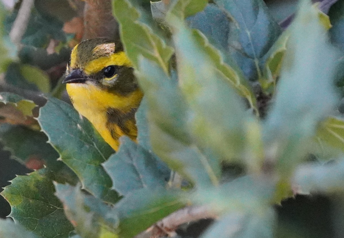 Townsend's Warbler - ML624578204