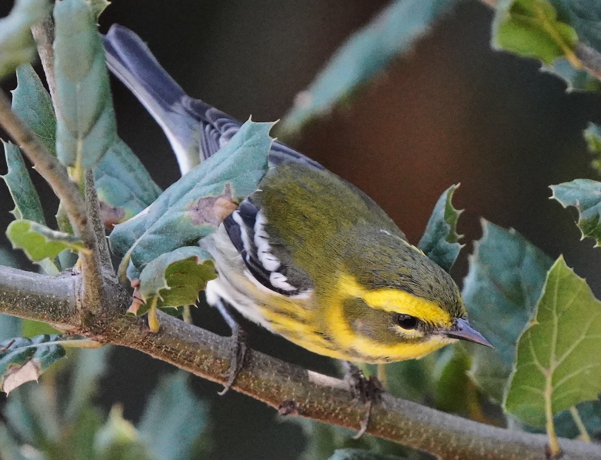 Townsend's Warbler - ML624578205