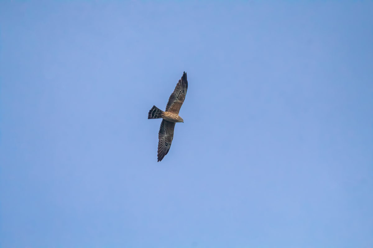 Mississippi Kite - ML624578206