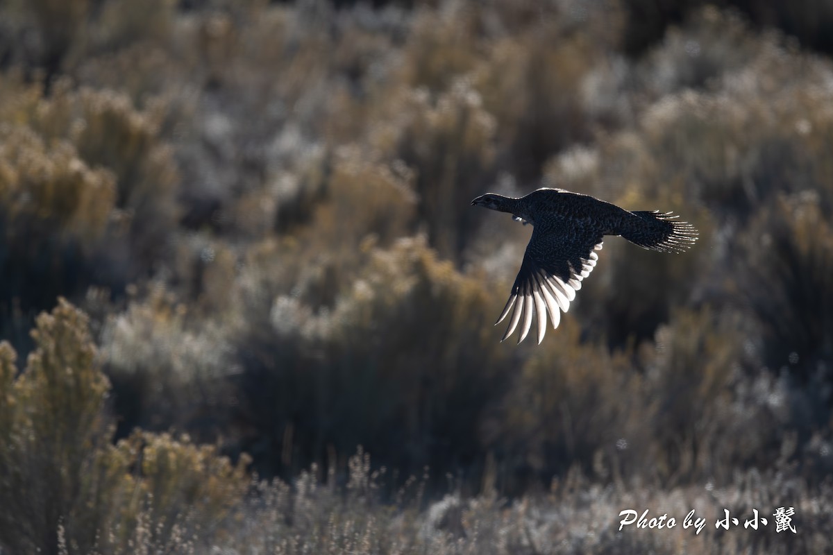 Greater Sage-Grouse - ML624578209