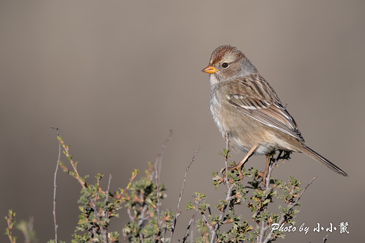 White-crowned Sparrow - Hanyang Ye