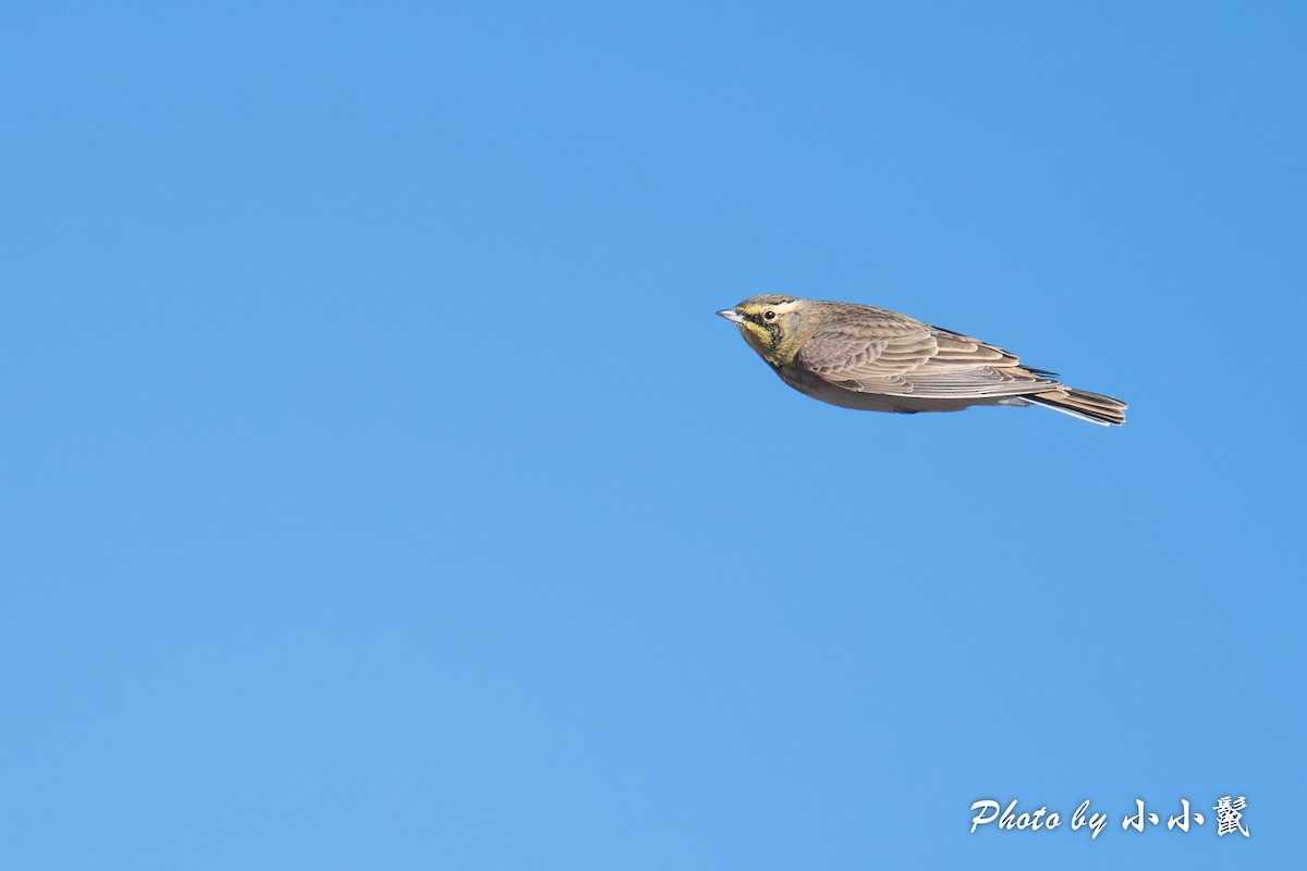 Horned Lark - ML624578215