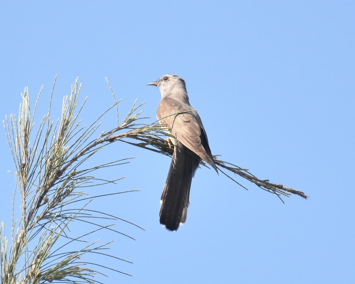 Brush Cuckoo - ML624578216