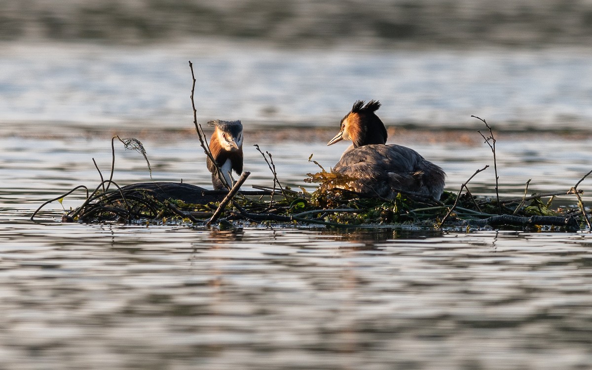 Great Crested Grebe - ML624578219