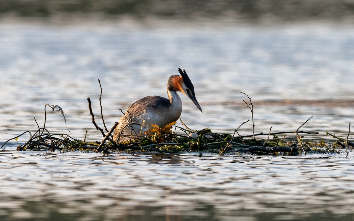 Great Crested Grebe - ML624578221