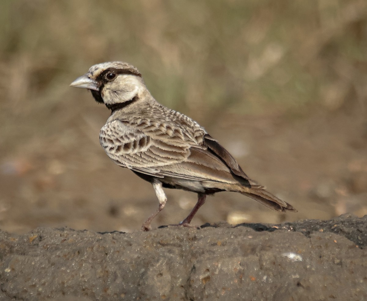 Ashy-crowned Sparrow-Lark - ML624578257