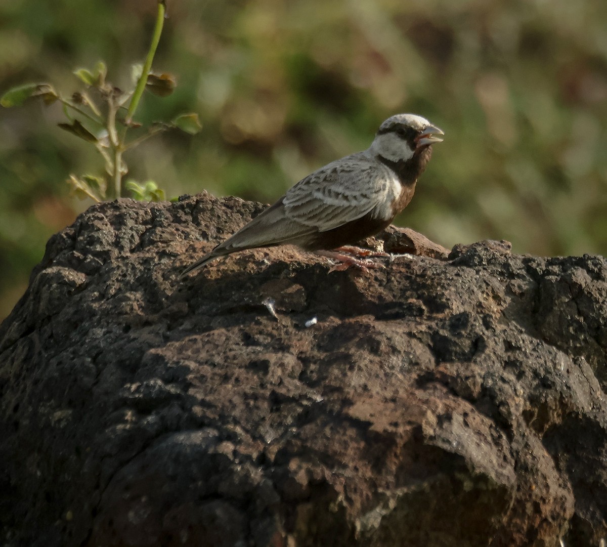 Ashy-crowned Sparrow-Lark - ML624578258