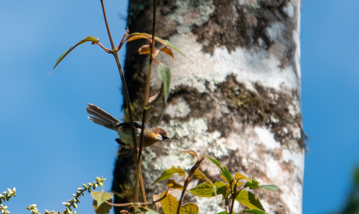 African Tailorbird - ML624578266