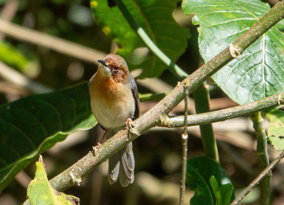 African Tailorbird - ML624578267