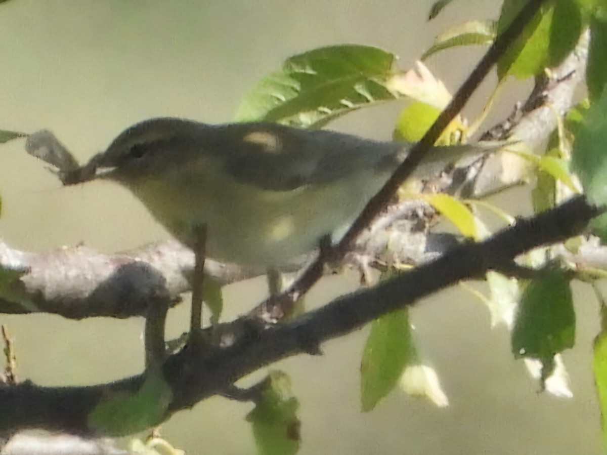 Willow Warbler - Ivan V