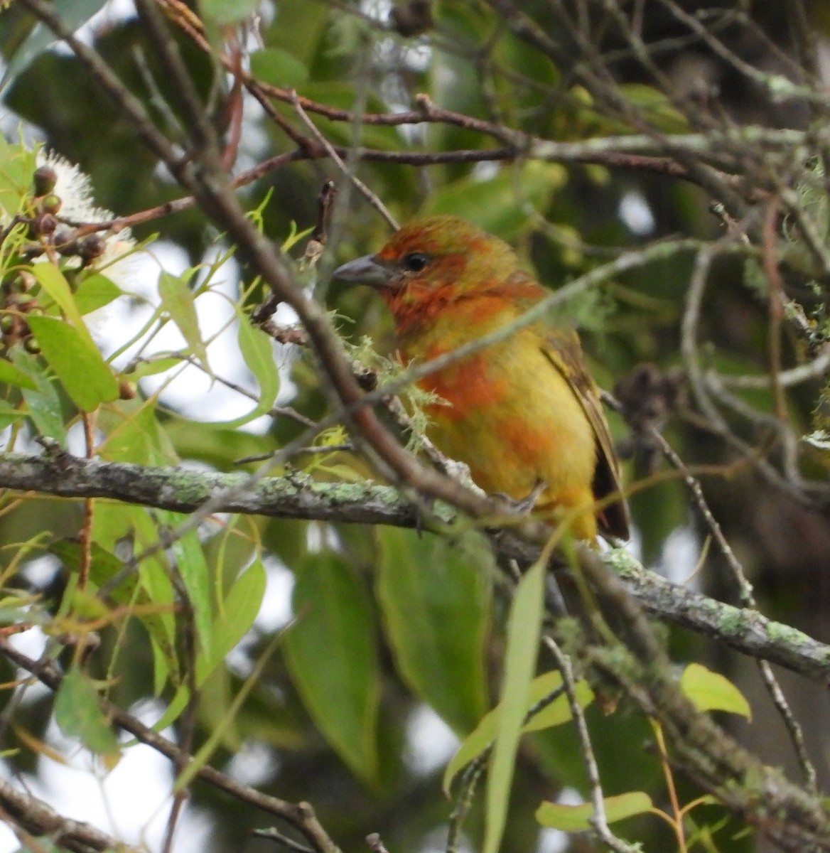 Hepatic Tanager - ML624578277