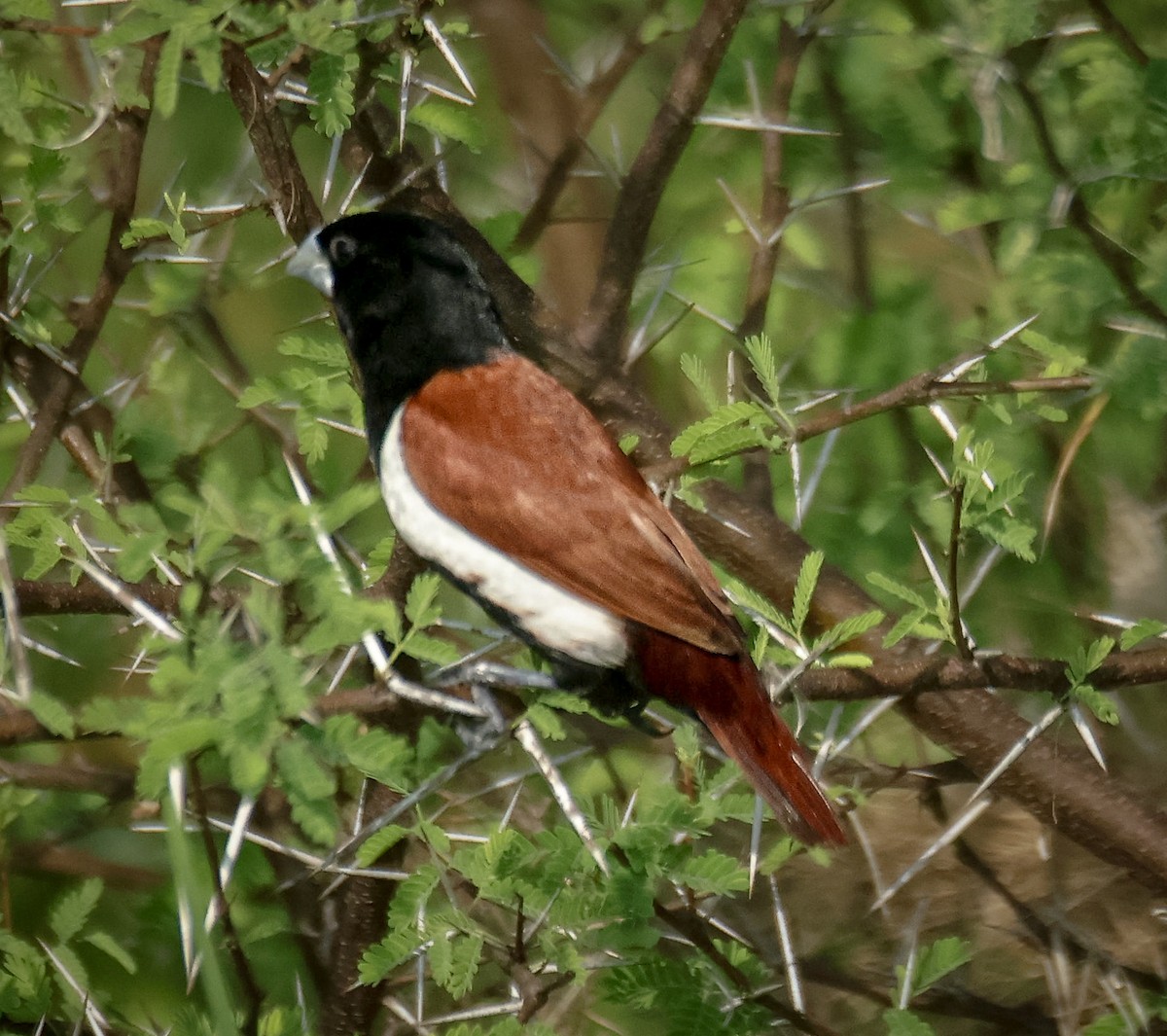 Tricolored Munia - Sanjay Gupta