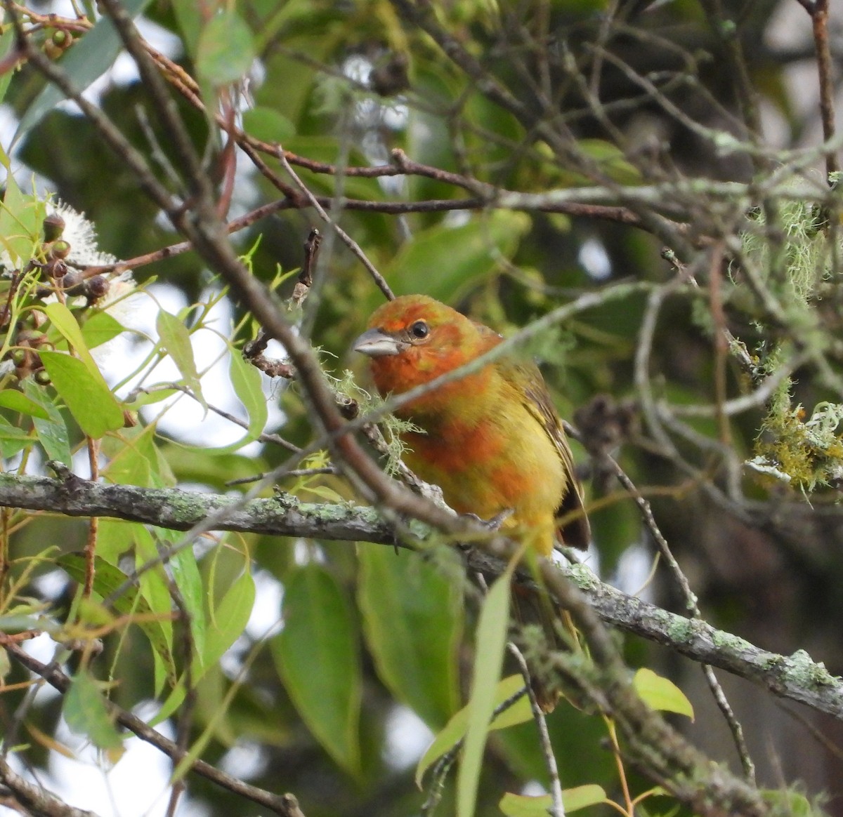 Hepatic Tanager - Manuel Pérez R.