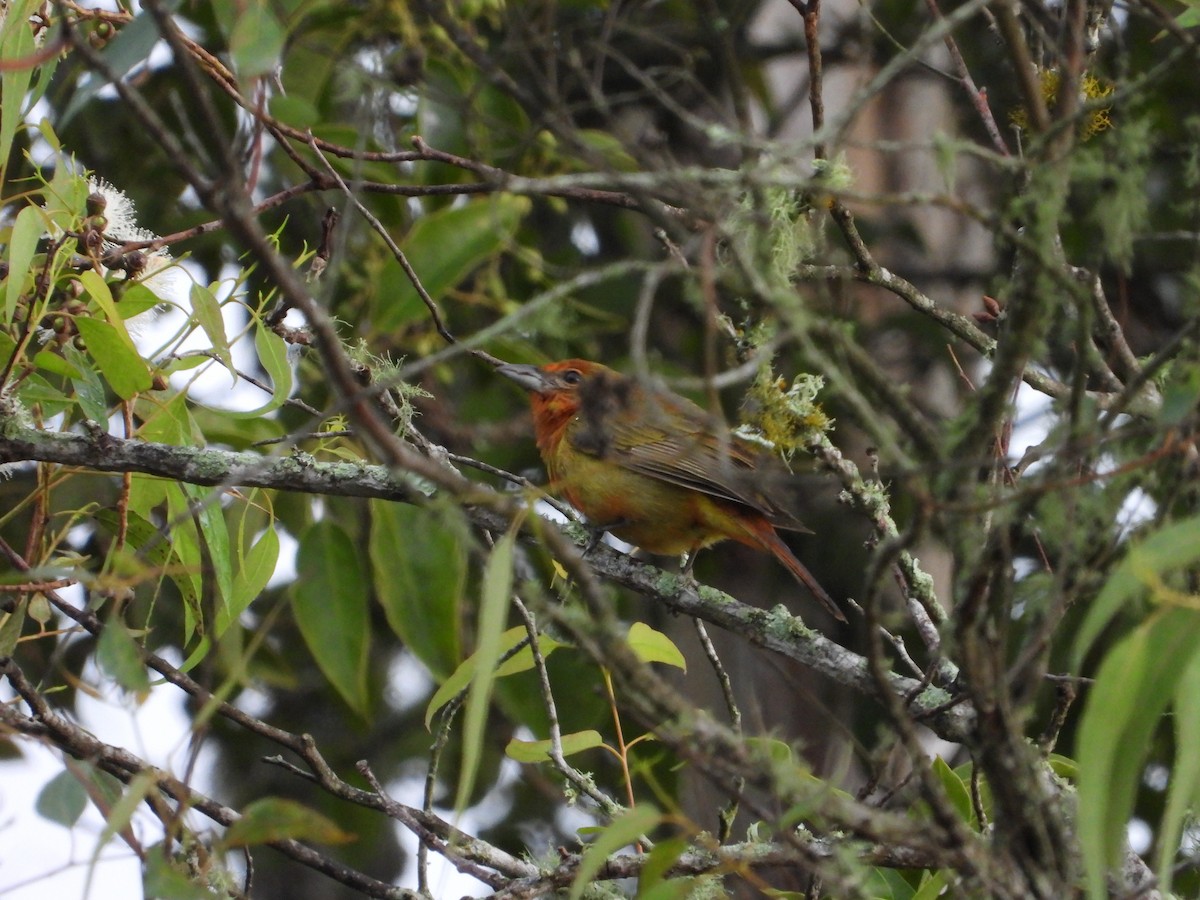 Hepatic Tanager - ML624578281