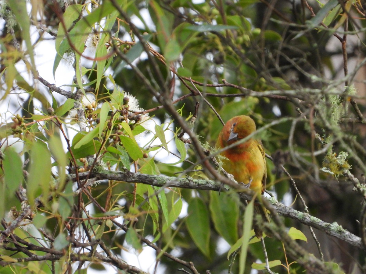 Hepatic Tanager - ML624578282