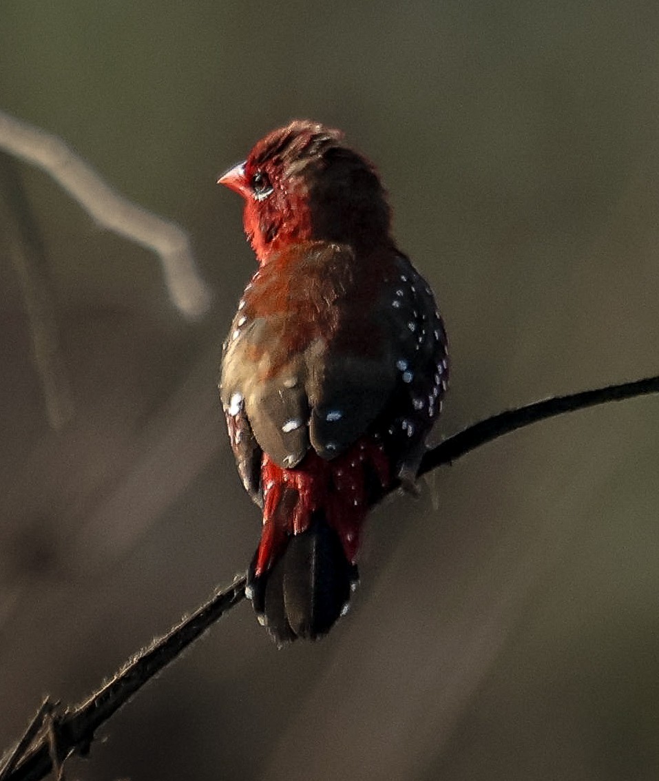 Red Avadavat - Sanjay Gupta