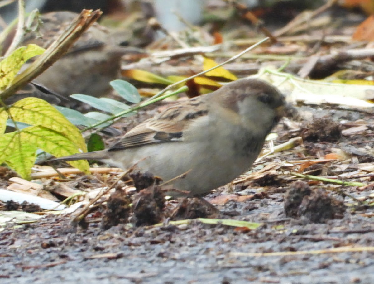 House Sparrow - ML624578364