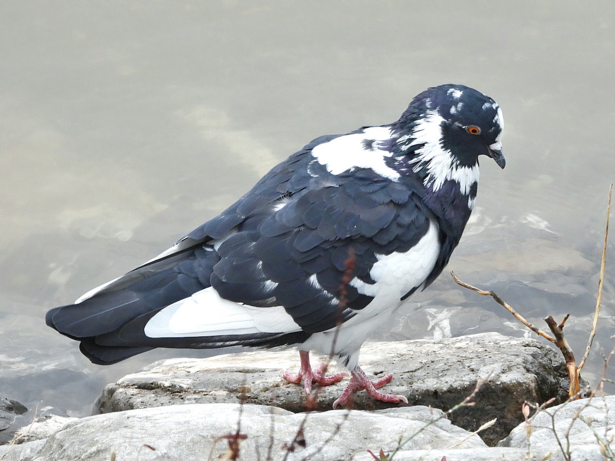 Rock Pigeon (Feral Pigeon) - ML624578387