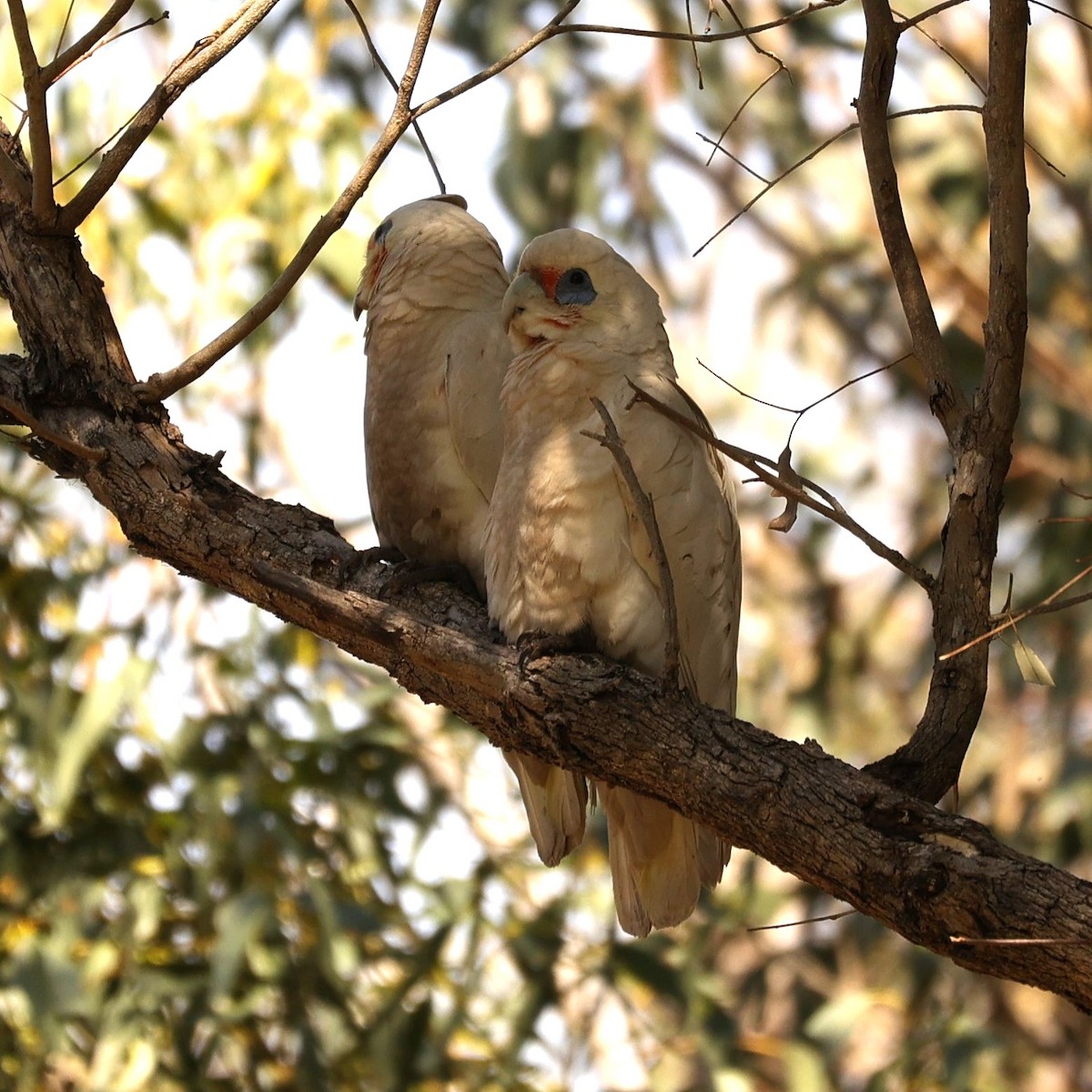 Cacatúa Sanguínea - ML624578394