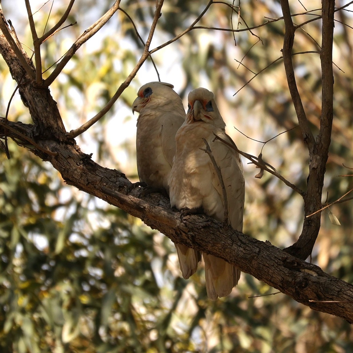 Cacatúa Sanguínea - ML624578395