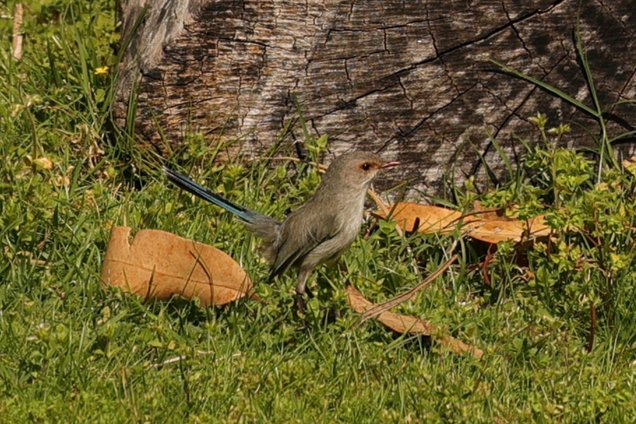 Maluro Espléndido - ML624578399