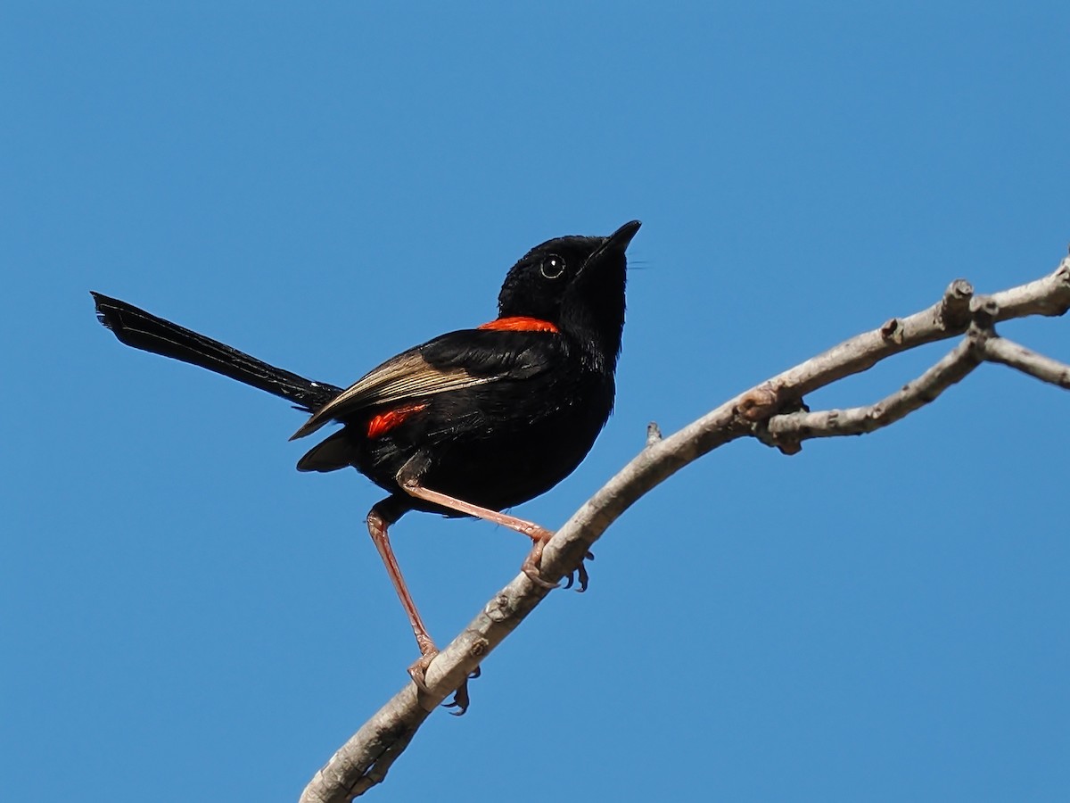 Red-backed Fairywren - ML624578408