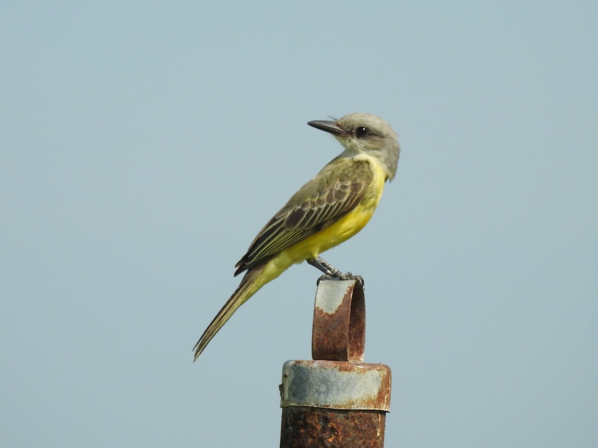 Tropical Kingbird - ML624578421