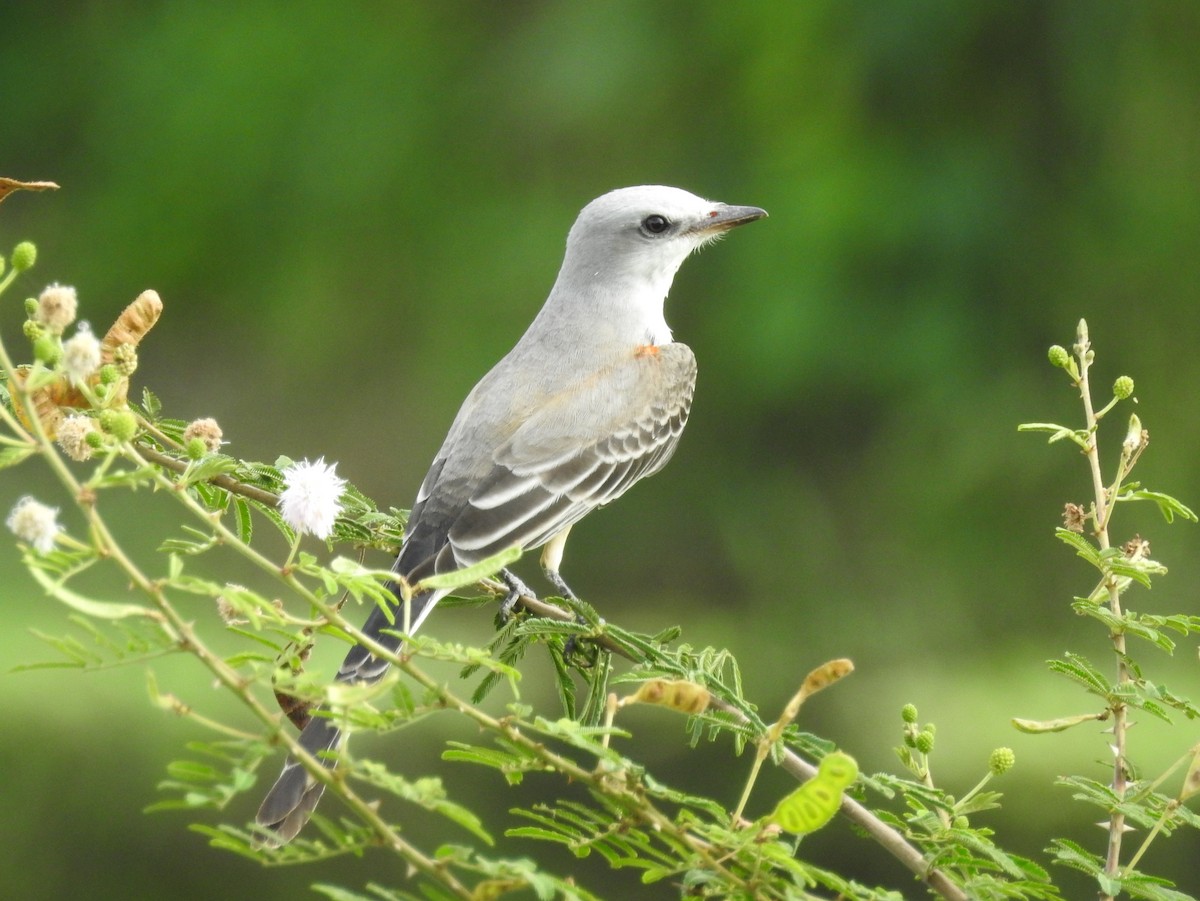 Tropical Kingbird - ML624578422