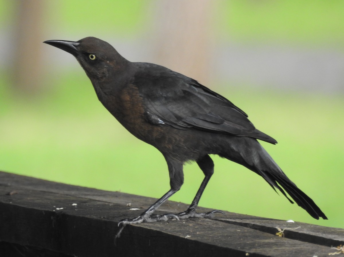 Great-tailed Grackle - ML624578427