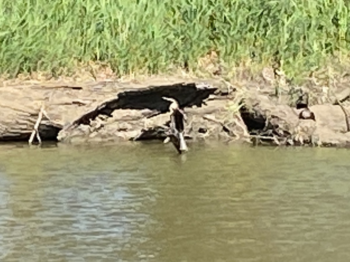 Australasian Darter - Jan S